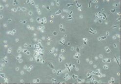 invertirovannyy-biologicheskiy-mikroskop-mib-23.jpg invertirovannyy-biologicheskiy-mikroskop-mib-23.jpg